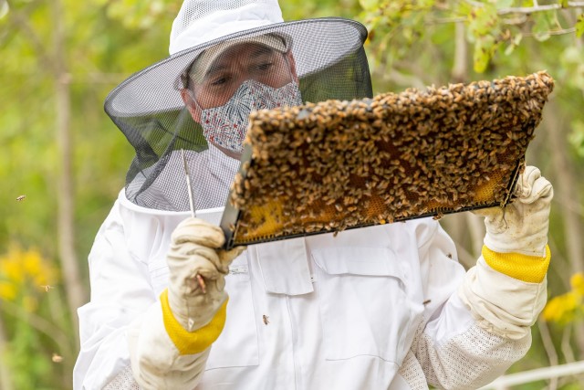 Environmental Protection Specialist Sean Maynard inspects a brood frame for eggs and disease.