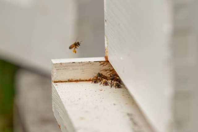 A honey bee returns from foraging with a full load of pollen in its corbicula (pollen basket).
