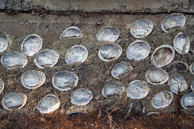 Abalone shells 2