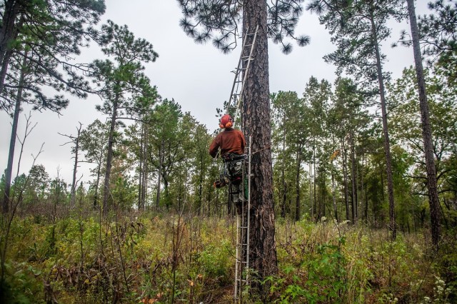 FORT BENNING, Ga. – At Fort Benning Oct. 21, a wildlife technician lengthens his ladder to reach the spot where he'll cut a space in a pine tree for a wooden block, known as an artificial cavity or insert, to create a home for the...
