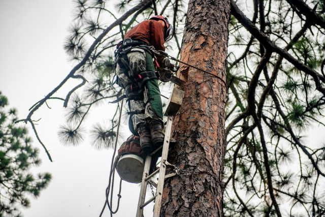 FORT BENNING, Ga. – At Fort Benning Oct. 21, a wildlife technician cuts a space in a pine tree for a wooden block, known as an artificial cavity or insert, to create a home for the red-cockaded woodpecker. Installing artificial cavities is one of various measures Fort Benning takes to foster an increase in the bird&#39;s population. The bird, also known as the RCW, has been on the endangered species list since 1970, but a federal-led effort to foster its recovery has succeeded to the point that authorities have proposed its status be changed from endangered to threatened. Installing the insert is Skip Kizzire, with the Natural Resources Management Branch of U.S. Army Garrison Fort Benning&#39;s Directorate of Public Works.

(U.S. Army photo by Patrick A. Albright, Maneuver Center of Excellence and Fort Benning Public Affairs)