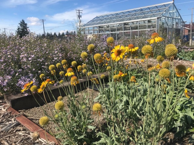 Growing beautiful native plants, blanket flowers, Gaillardia aristata and Douglas Aster, Symphyotrichum subspicatum, bloom in new seedbeds on Joint Base Lewis-McChord. Seed from the seedbeds will be sown on the prairies near the base to repair any...