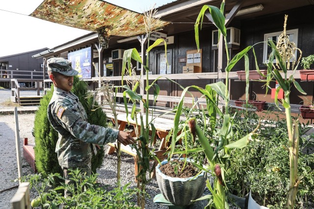 Army Sgt. John Gotia, a financial management specialist with the 374th Finance Battalion, looks at produce growing in a garden at Camp Bondsteel, Kosovo.