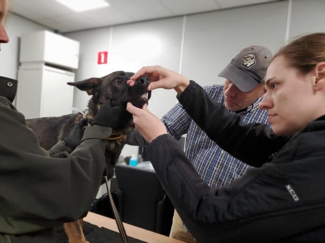 PHC-C and PHC-E veterinary teams team up to evaluate potential military working dogs