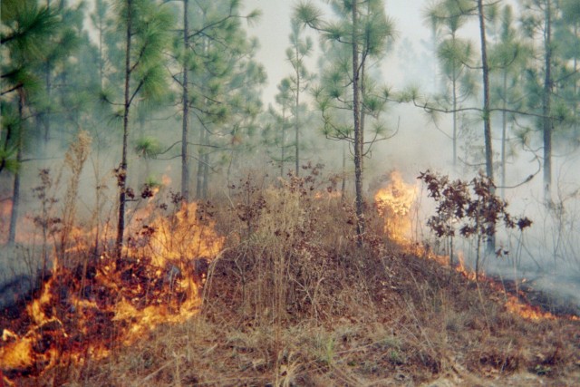 FORT BENNING, Ga. – In an undated photo, a carefully controlled fire known as a prescribed burn is in progress in a section of Fort Benning&#39;s longleaf pine forest. Each year from December through May Fort Benning conducts expertly controlled burns of deadwood and other debris on the forest floor. Such fires reduce interruptions to military training and help Fort Benning&#39;s plant and animal life. Before such burns are scheduled, officials here carefully study weather data, including forecasts as to wind direction, and avoid burning at times or in places that might lead to smoke carrying to local homes, hospitals, schools, businesses, roadways, or airports.

(U.S. Army photo courtesy of Directorate of Public Works, U.S. Army Garrison Fort Benning)

