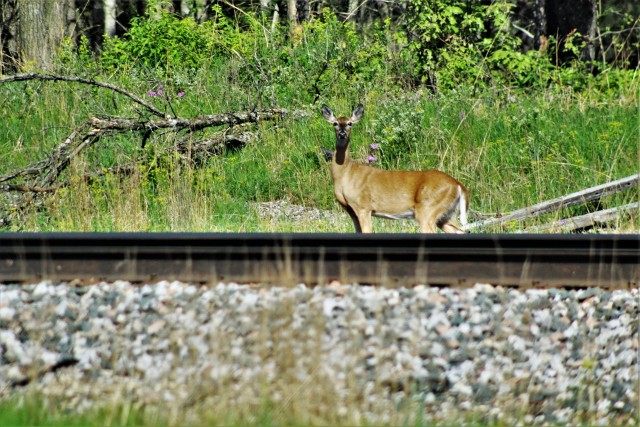 A deer is shown on South Post on June 4, 2020, at Fort McCoy, Wis. Deer are one of several species of game animals found on the installation. Wildlife management at Fort McCoy is completed by the Directorate of Public Works Environmental Division...