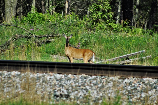 A deer is shown on South Post on June 4, 2020, at Fort McCoy, Wis. Deer are one of several species of game animals found on the installation. Wildlife management at Fort McCoy is completed by the Directorate of Public Works Environmental Division...