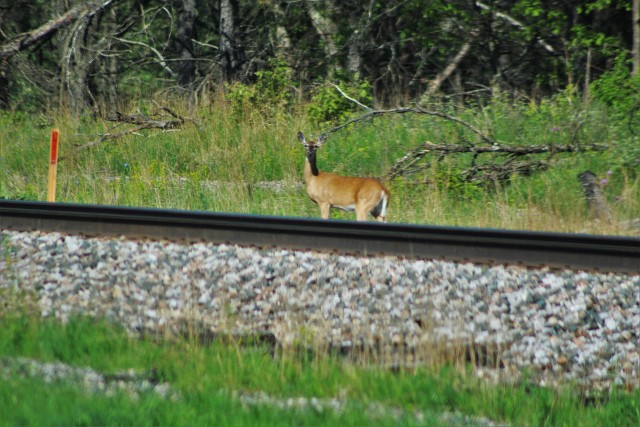 A deer is shown on South Post on June 4, 2020, at Fort McCoy, Wis. Deer are one of several species of game animals found on the installation. Wildlife management at Fort McCoy is completed by the Directorate of Public Works Environmental Division...