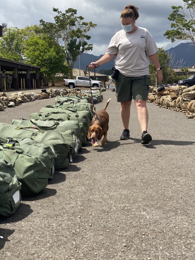 A dog from the U.S. Department of Agriculture inspects all baggage leaving Hawaii for JRTC to ensure no fruits, vegetables or any other plant material is transferred out of Hawaii.