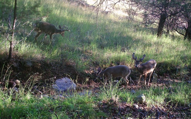 Fall hunting season underway today | Article | The United States Army