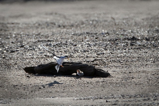 An Interior Least Tern adult flies down to a chick on a sand bar in the Arkansas River July 7, 2020.  The U.S. Army Corps of Engineers, Tulsa District is responsible for monitoring the Interior Least Tern populations on the Arkansas, Canadian and...