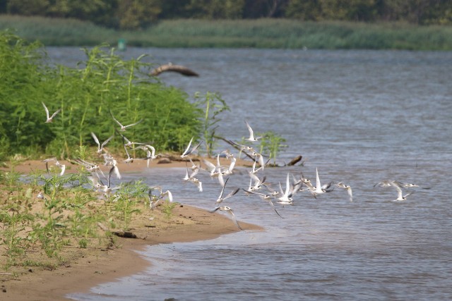 A flock of Interior Least Terns fly from the shoreline on the Arkansas River Aug. 6, 2020.  The U.S. Army Corps of Engineers, Tulsa District is responsible for monitoring the Interior Least Tern populations on the Arkansas, Canadian and Red Rivers...