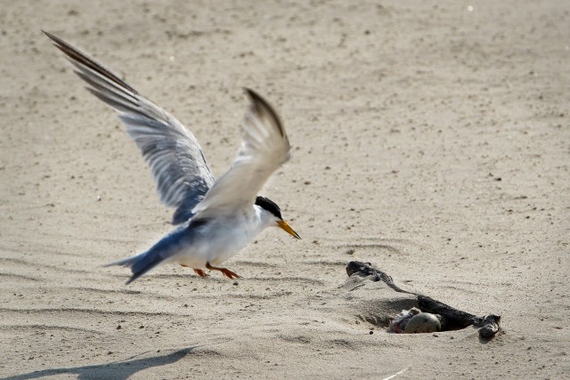 An adult Interior Least Tern prepares to land near its nest on a sand bar in the Arkansas River Aug. 6, 2020.  The U.S. Army Corps of Engineers, Tulsa District is responsible for monitoring the Interior Least Tern populations on the Arkansas,...