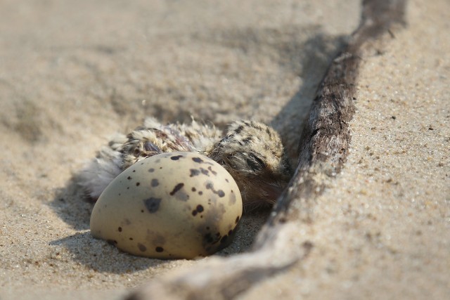An Interior Least Tern chick lays huddled next to an unhatched egg on a sand bar in the Arkansas River Aug. 6, 2020.  The U.S. Army Corps of Engineers, Tulsa District is responsible for monitoring the Interior Least Tern populations on the...
