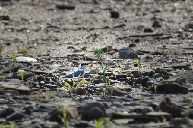 An Interior Least Tern holds a fish in its beak while poised on a sand bar in the Arkansas River June 15, 2020.  The U.S. Army Corps of Engineers, Tulsa District is responsible for monitoring the Interior Least Tern populations on the Arkansas,...