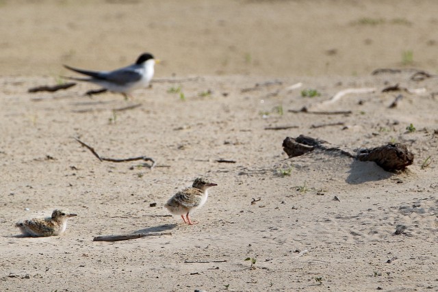 Two Interior Least Tern fledglings and an adult on a sand bar in the Arkansas River Aug. 6, 2020.  The U.S. Army Corps of Engineers, Tulsa District is responsible for monitoring the Interior Least Tern populations on the Arkansas, Canadian and Red...