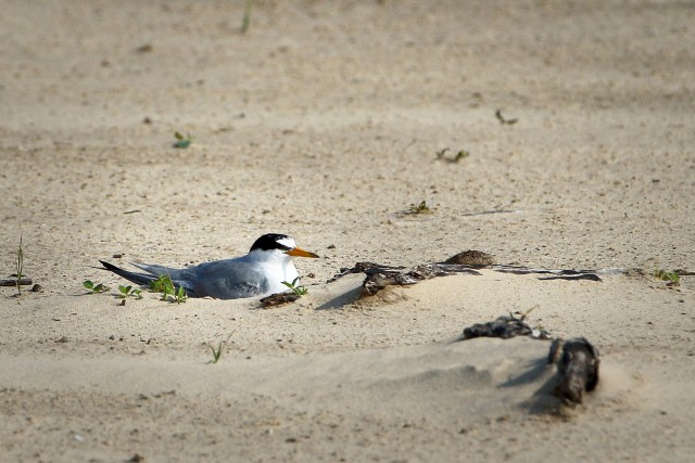 An Interior Least Tern nests on a sand bar in the Arkansas River Aug. 6, 2020.  The U.S. Army Corps of Engineers, Tulsa District is responsible for monitoring the Interior Least Tern populations on the Arkansas, Canadian and Red Rivers within...