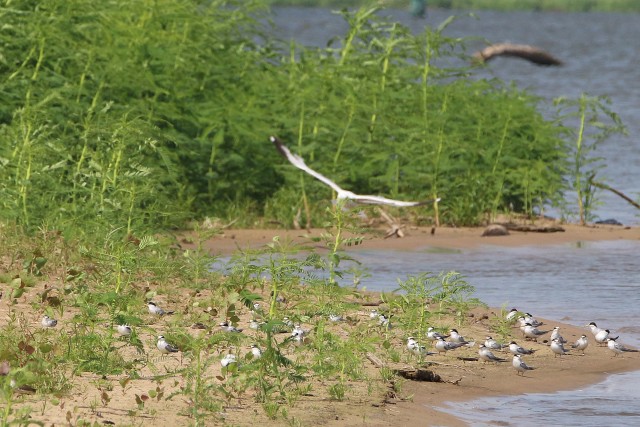 A flock of Interior Least Terns huddle near the shoreline on a sand bar in the Arkansas River June 15, 2020.  The U.S. Army Corps of Engineers, Tulsa District is responsible for monitoring the Interior Least Tern populations on the Arkansas,...