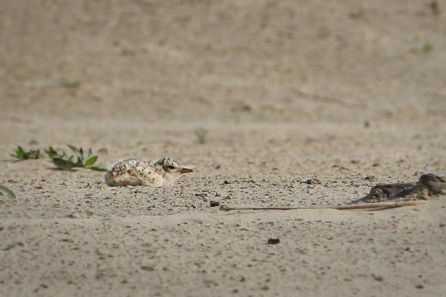 An Interior Least Tern chick sit alone on a sand bar in the Arkansas River Aug. 6, 2020.  The U.S. Army Corps of Engineers, Tulsa District is responsible for monitoring the Interior Least Tern populations on the Arkansas, Canadian and Red Rivers...