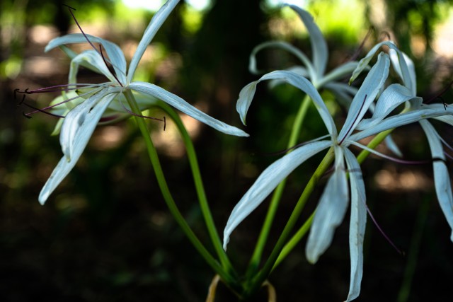 Florida Fish and Wildlife Conservation Commission have planted native plants such as the spider lilies on the small islands located on Lake Okeechobee. (U.S. Army Photo Brigida I. Sanchez)