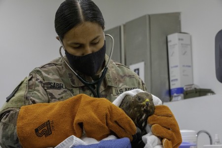Army Cpt. Yesenia Stablehaus gently checks the heartbeat of an injured bird of prey at Camp Arifjan, Kuwait, Sept. 21, 2020. 
