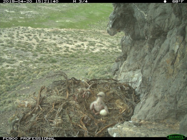This photo of a baby golden eagle was taken by a nearby remote camera. Remote cameras were placed at nesting locations to compare against the three observation methods that were evaluated during the two-year project. Dugway Proving Ground photo.