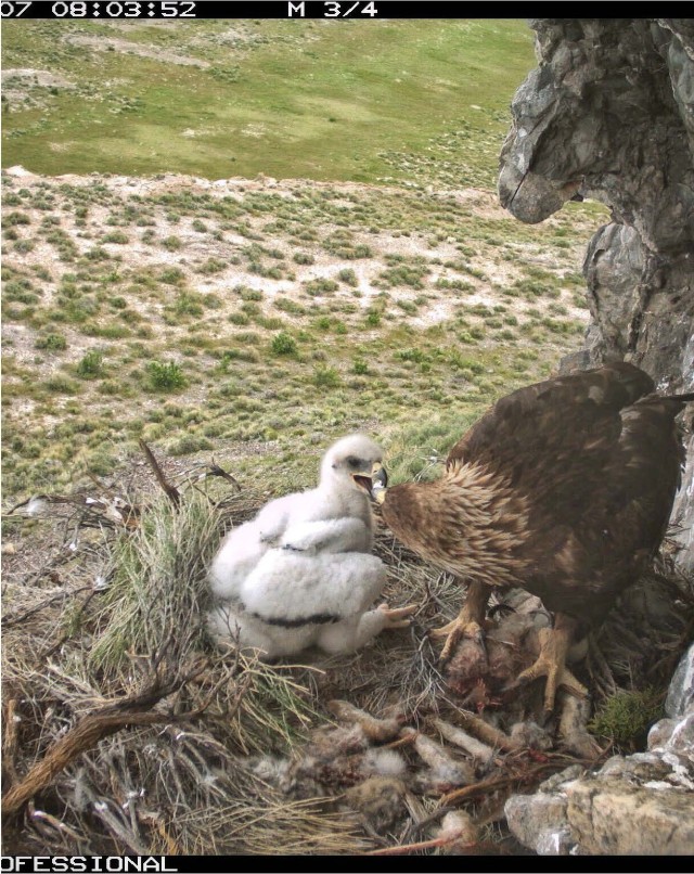 This photo showing a golden eagle feeding its baby was taken by a nearby remote camera. Remote cameras were placed at nesting locations to compare against the three observation methods that were evaluated during the two-year project. Dugway...
