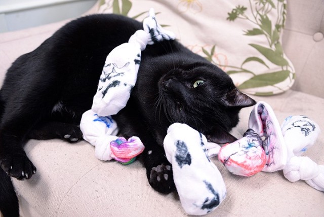 Adoptable cat Onyx plays with catnip toys made by MacArthur Elementary School third-grade students Dec. 14 at the Fort Leavenworth Stray Facility. Third-grade teacher Tina Carter said the students made the no-sew craft project using children's...