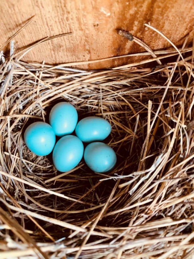 Safe in the Nest