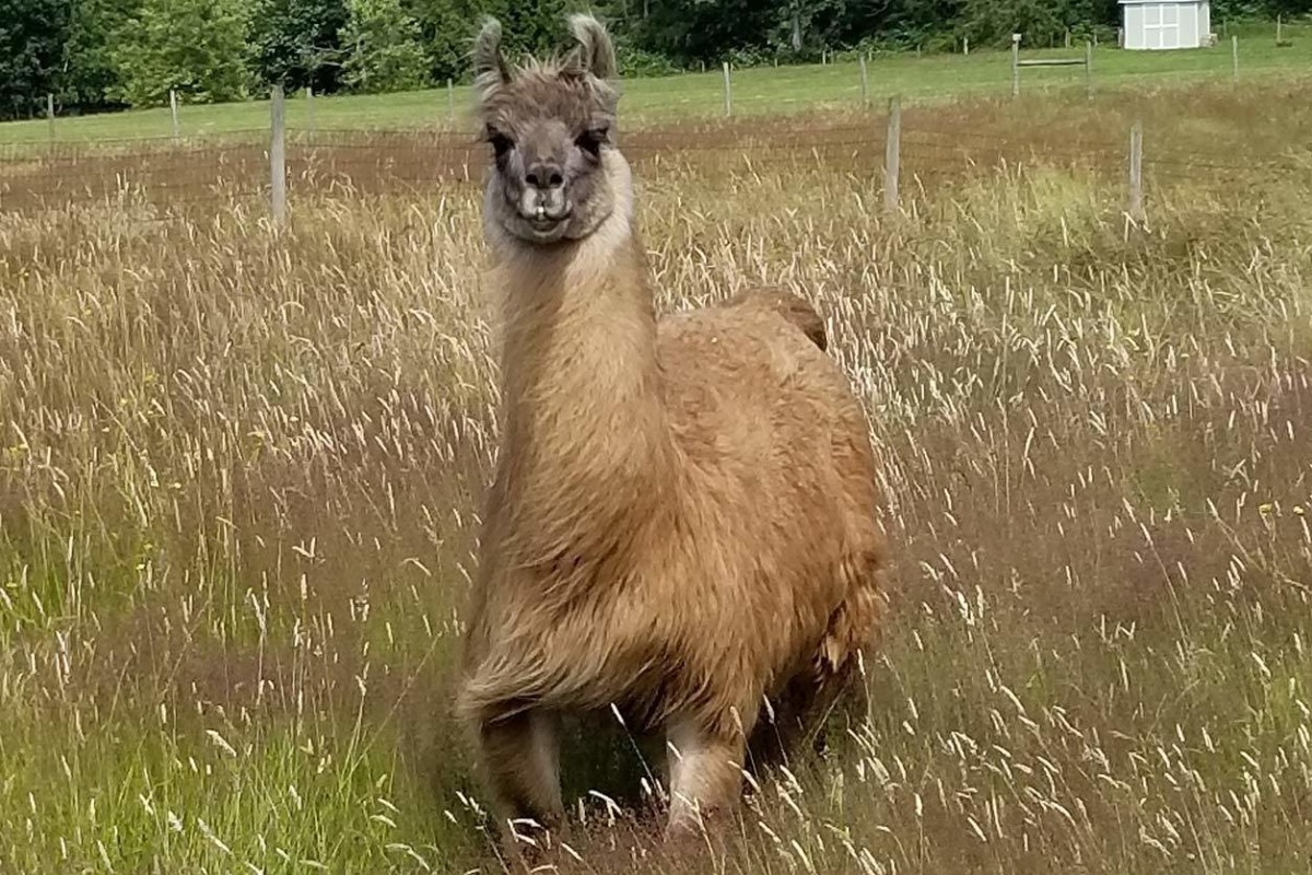 Llama yields antibodies that may prove effective against COVID-19 ...