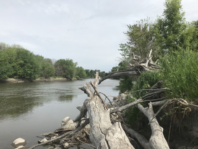A collection of debris caught in a sharp bend of the Minnesota River near Granite Falls, Minnesota.