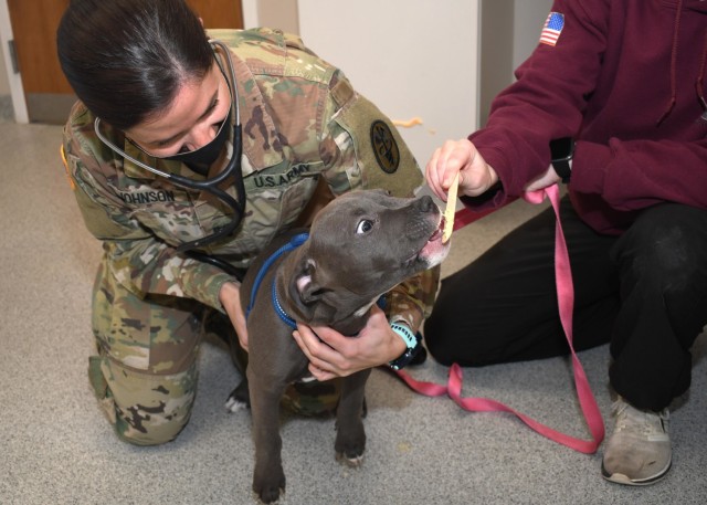 FORT DRUM, N.Y. – Capt. Breanna Johnson, the Fort Drum Veterinary Services branch chief, conducts a wellness check on a dog prior to administering vaccines during the Fort Drum Veterinary Treatment Facility drive-up vaccine clinic on Fort Drum,...