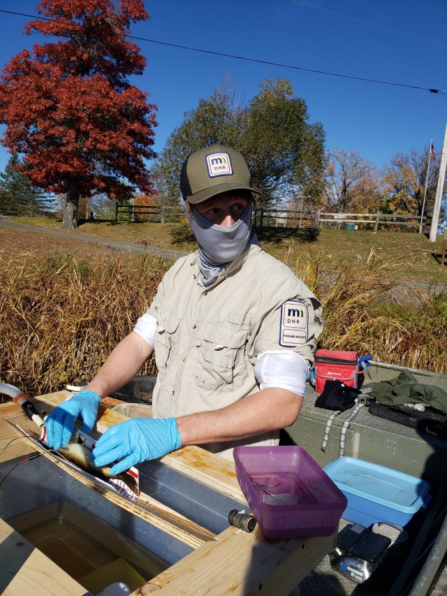Minnesota Department of Natural Resources staff insert a transmitter into a fish at Big Sandy Lake, near McGregor, Minnesota, Oct. 8. .
