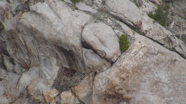 A photo taken by a small unmanned aircraft system (sUAS) confirms a golden eagle nest on Dugway Proving Ground is active with a chick.
Dugway Proving Ground photo.