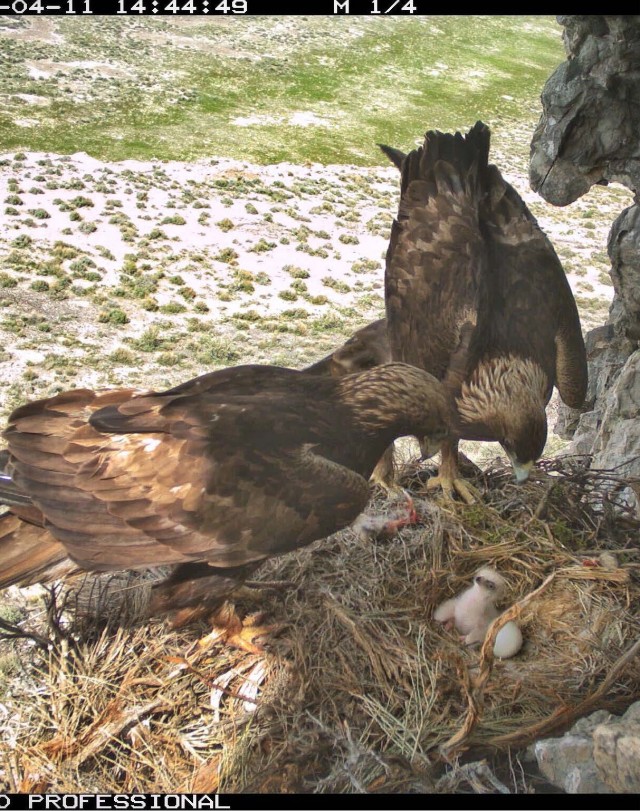 This photo, showing golden eagle parents with their chicks, was taken by a nearby remote camera. Remote cameras were placed at nesting locations to compare against the three observation methods that were evaluated during the two-year project.
Dugway Proving Ground photo. 