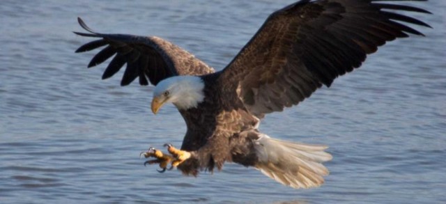 Department of Conservation’s annual ‘Eagle Days’ revamped as series of virtual events