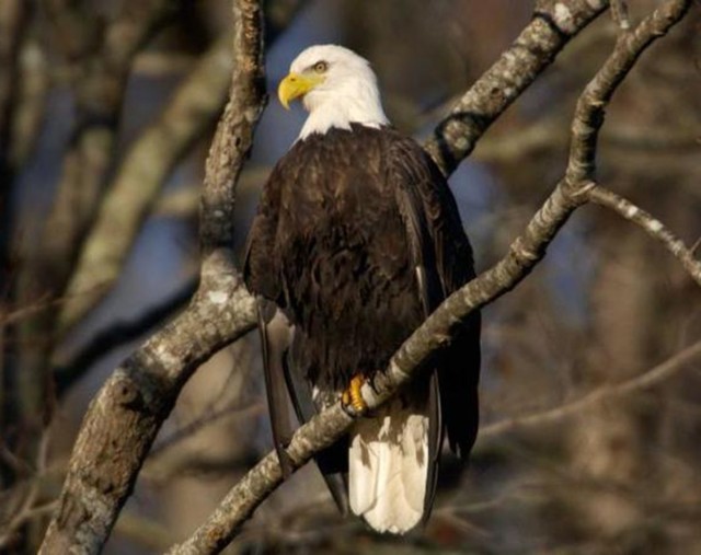 Department of Conservation’s annual ‘Eagle Days’ revamped as series of virtual events