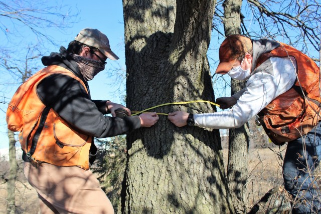 Forestry Technicians Nick Randall (left) and Tim Parry measure the circumference of a tree while working on a forestry survey on the cantonment area Dec. 4, 2020, at Fort McCoy, Wis. Parry works with the Forestry Office of the Directorate of...