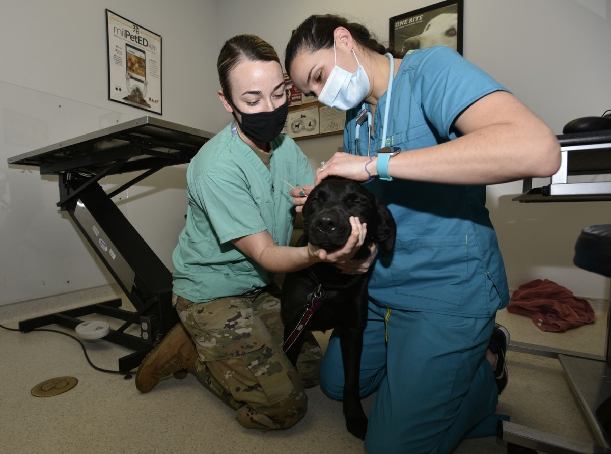 New civilian vet cares for Fort Leonard Wood's pets Article The