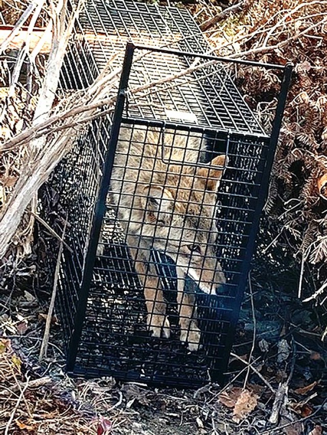 This coyote was trapped near Hunt Road Dec. 8, 2020, after several sightings and complaints by residents in the area. Submitted photo by Lt. Randall Collins/Fort Leavenworth Police Department