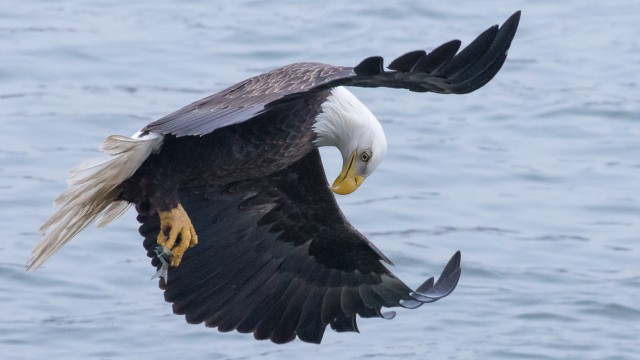 ABERDEEN PROVING GROUND, Md. -APG has a thriving bald eagle population due to its undeveloped shorelines and forested areas with restricted human access.