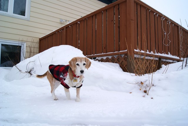 Protecting pets from the cold