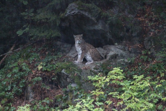 Bavarian Lynx