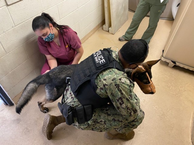 Spc. Jessica Bonner, a veterinary food inspection specialist, cares for a military working dog at the Marine Corps Air Station Miramar Veterinary Treatment Facility, Calif., Oct. 2020. Bonner was trained in the role of an animal care specialist by the Miramar VTF staff to provide assistance during a manning shortage. Bonner’s ability to learn the animal care specialist’s core tasks allowed the VTF to remain operational to support the MWD mission, as well as support more than 7,000 privately-owned animals in the local military community. (Courtesy photo)