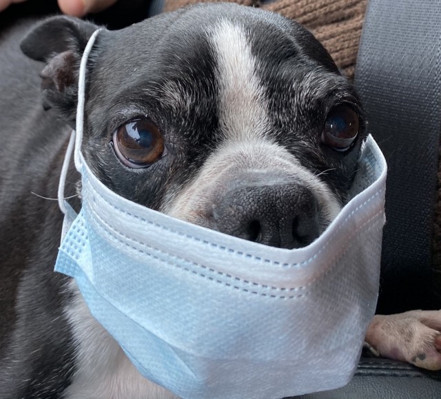 A student submits a photo of his "study partner" during remote learning from home.