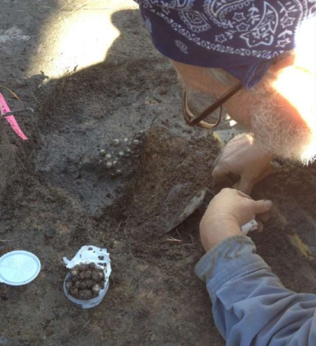 An archeologist recovers a cache of musket balls from an excavated trench from this Fort Stewart archaeological site during phase III mitigation of an 18th century ranger outpost known as Fort Argyle. Fort Argyle was the first colonial settlement...