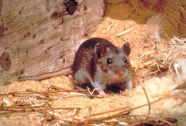 Rodents can carry dangerous pathogens, like hantavirus.