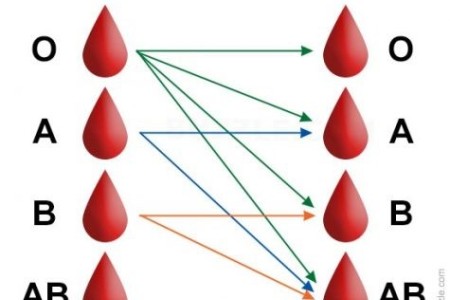 What you need to know about blood group and why O positive blood is not a  universal donor — Hive