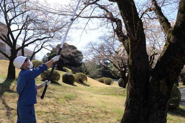 Yuto Ono, a member of the roads and grounds crew, Directorate of Public Works, U.S. Army Garrison Japan, demonstrates how he works on cherry blossom trees at Camp Zama, Japan, March 23.