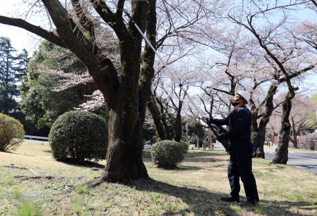 Tomoya Osawa, a member of the roads and grounds crew, Directorate of Public Works, U.S. Army Garrison Japan, demonstrates how he works on cherry blossom trees at Camp Zama, Japan, March 23.